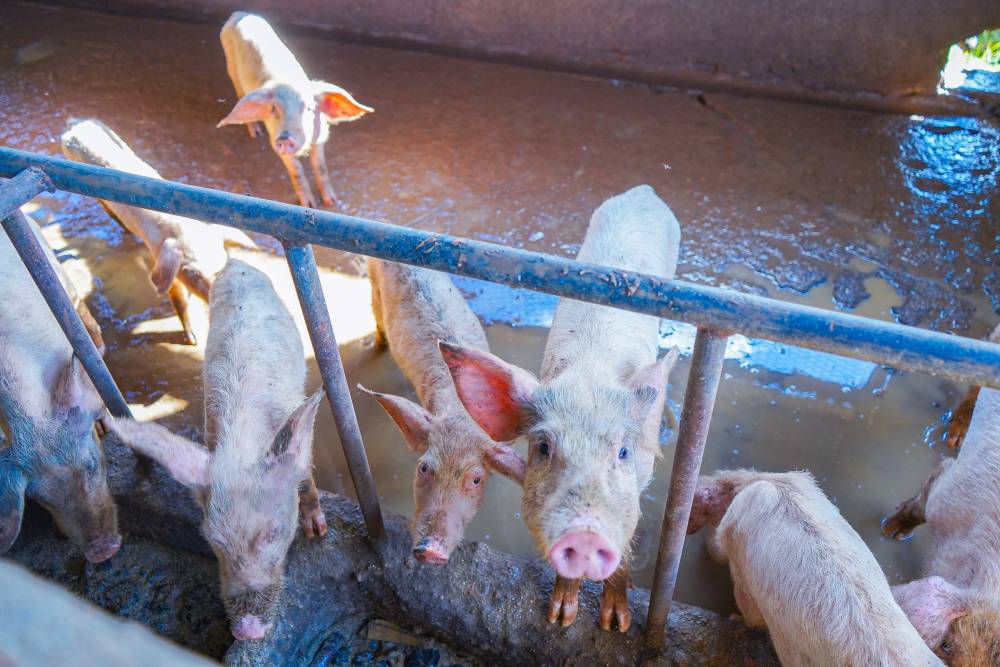 piglets