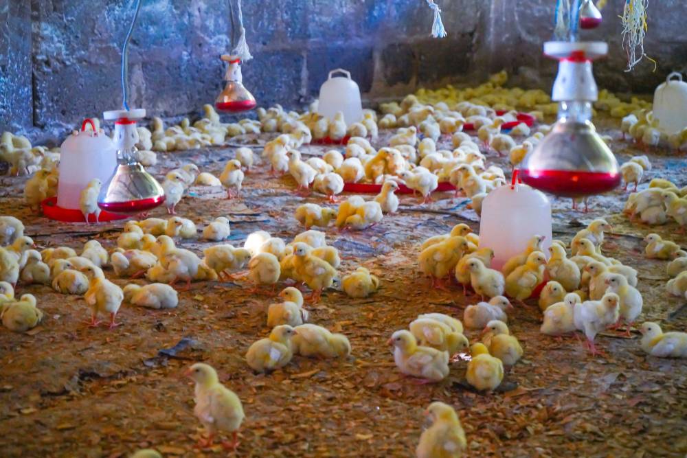 hens