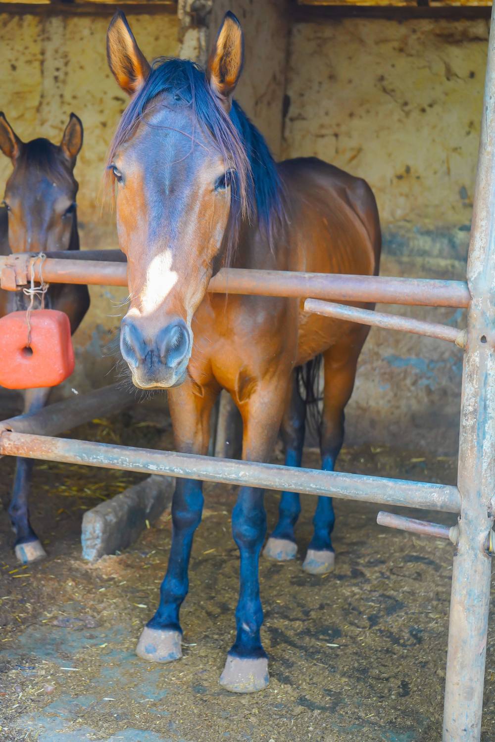 Horses