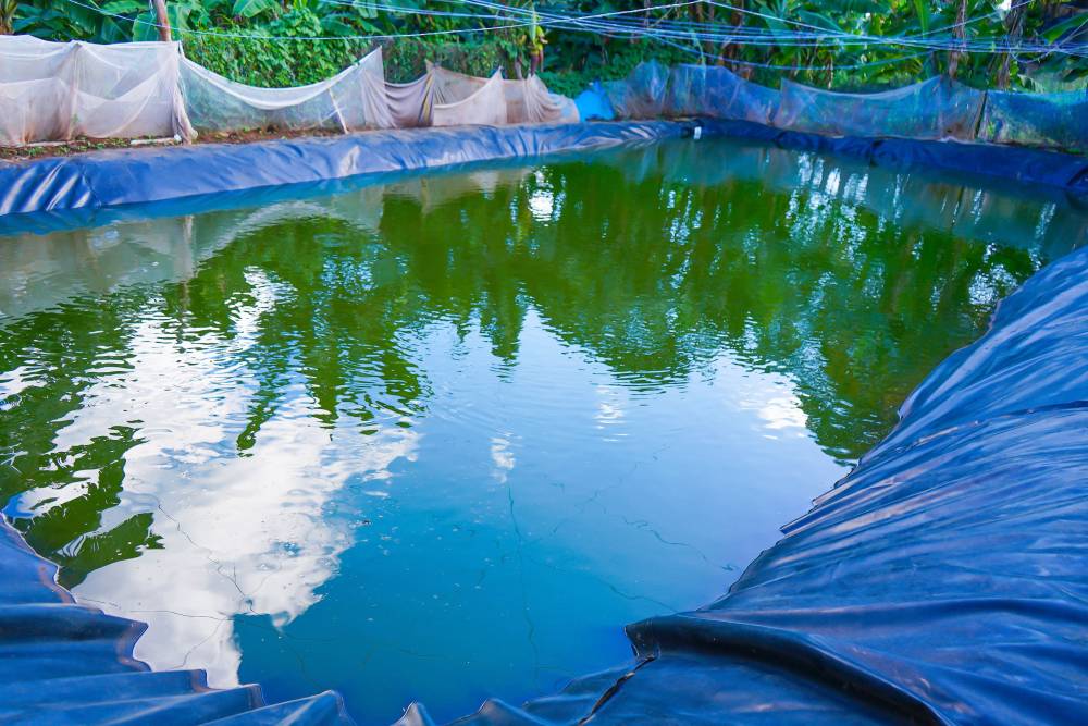 Fish pond