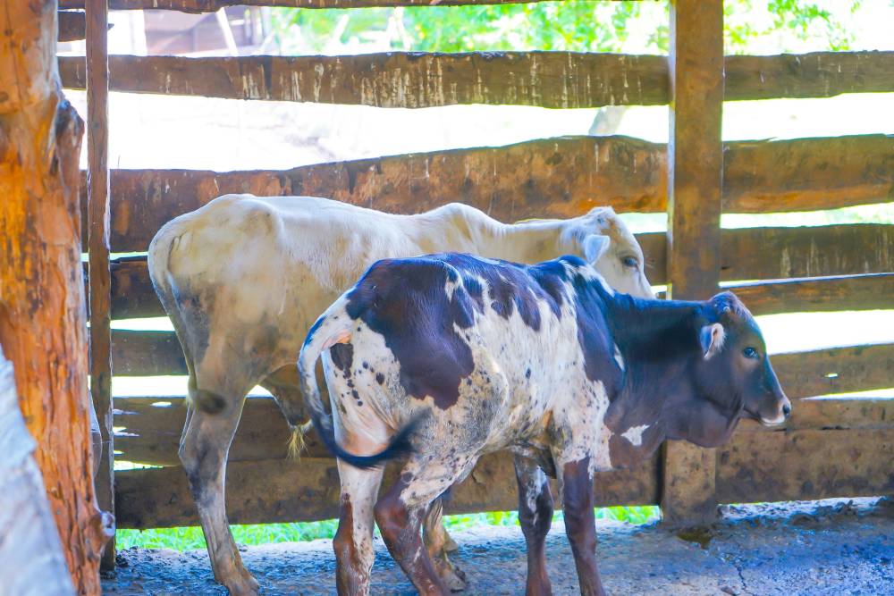 Cows