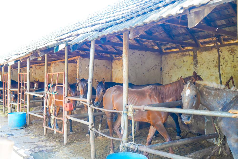 Horse stables