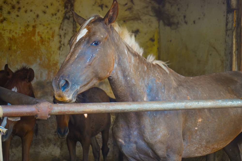 Stabled horse