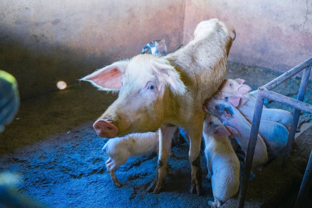 Sow and piglets