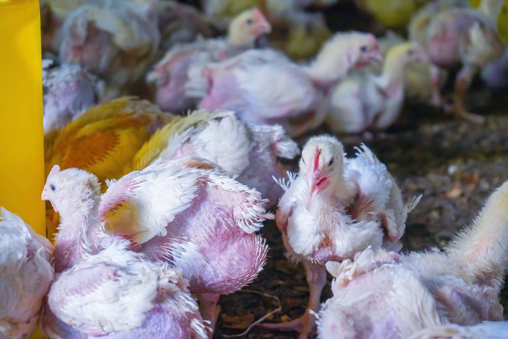 Chickens